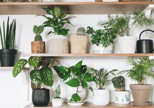 Easy-Care Best Air Purifying Plants for Beginners